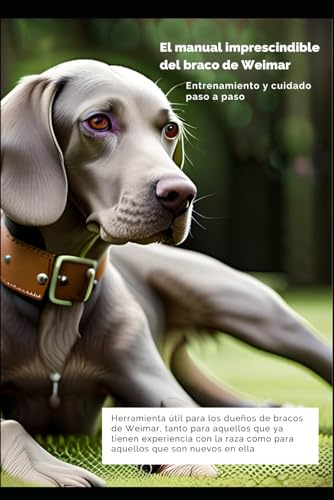 El manual imprescindible del braco de Weimaraner: Entrenamiento y cuidado paso a paso