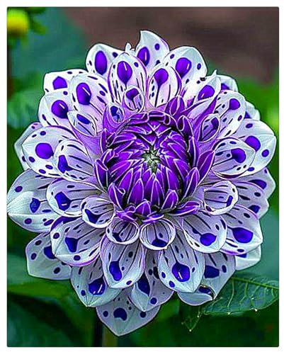 Dahlienzwiebeln, Dahlien Knollen，Stauden,Gartenpflanzen，Blumenzwiebeln, Winterhart MehrjäHrig, Blumenzwiebeln, Winterhart，GroßE Blumen，Dahlien Knollen Winterhart-2zwiebeln-A