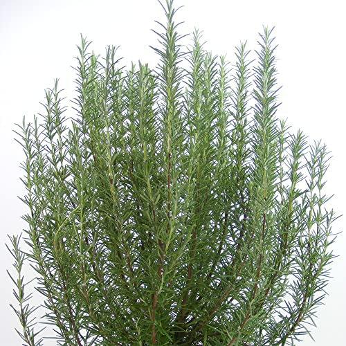 Herb Rosemary Miss Jessop’s Garden Plant Hardy Shrub Flowering Garden Plants Easy to Grow Your Own 1x 3.6 Litre Potted Plant by Suttons. (1, 3.6 Litre)