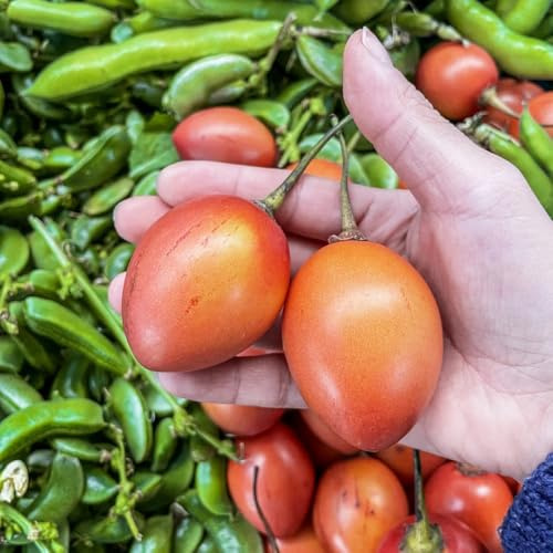 tamarillo bonsái jardín de balcón con camas elevadas jardín semillas interior columnar orgánicos semillas orgánicas 25pcs