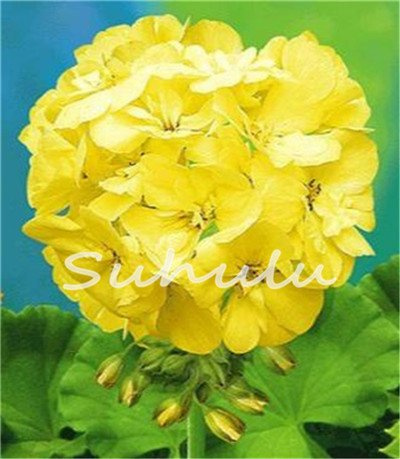 New Fresh 30pcs Yellow Geranium Flower Seed Generic