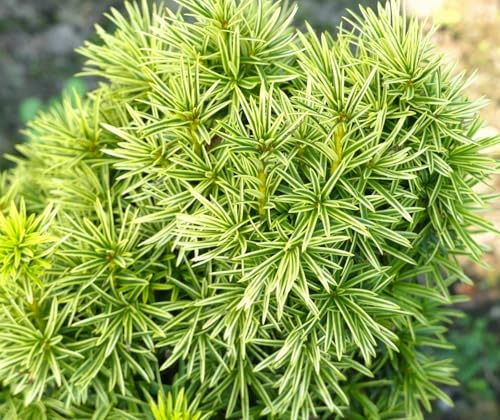 Gelbe Eibe Taxus baccata Fastigiata Aureomarginata 30-40 cm immergrün