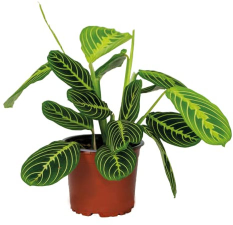Bloomique - Maranta Lemon Lime - Plante priante - Plante suspendue - Dépolluante - Sans danger pour les animaux - Hauteur 10-20 cm - Pot 12 cm
