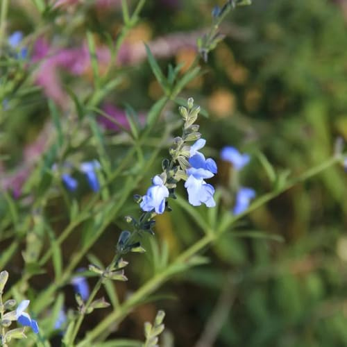 semillas de salvia - salvia - sostenibles de silvestres interior purificadoras aire jardín exóticas semillas 700semillas