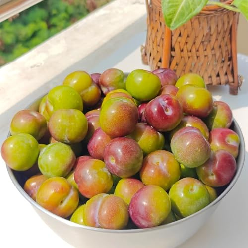 semi di susino da frutto da frutto colonnari giardino roccioso frutteto colonnare per giardinieri vecchie varietà esotico comprare balcone 30pcs