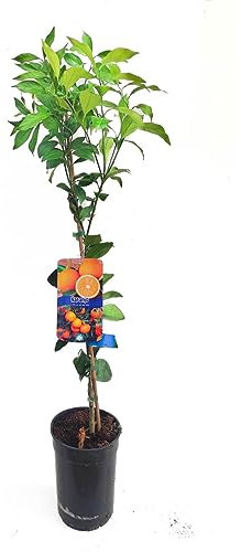 Naranjo Natural Árbol Frutal de Citricus sinensis