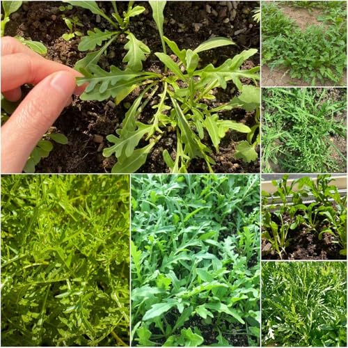 semi di rucola resistenti - interni resistenti per giardino semi di rucola giardino 180pcs