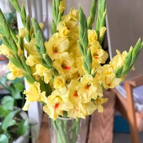 gladiolenzwiebeln winterhart mehrjährig - stauden 8pcs