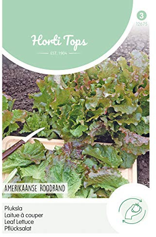 Hortitops 12675 Pflücksalat Amerikanischer brauner (Pflücksalatsamen)