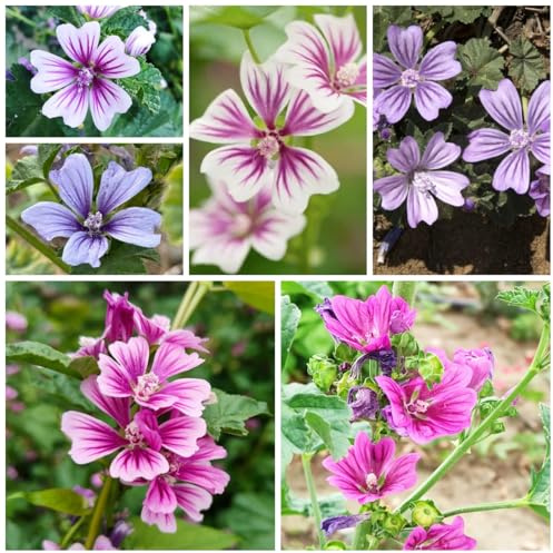 semillas de malva perenne resistente Decoración de jardín para exterior, balcón, malva cobertura del suelo, perenne resistente 800pcs