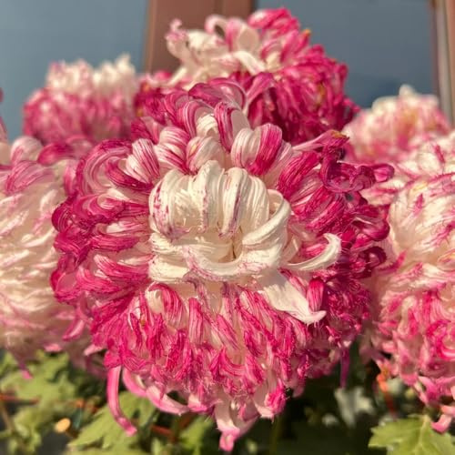 Chrysanthemen - balkonpflanzen sommerblumen gartendeko für draußen alte sorten seltene blumenwiese 20Samen