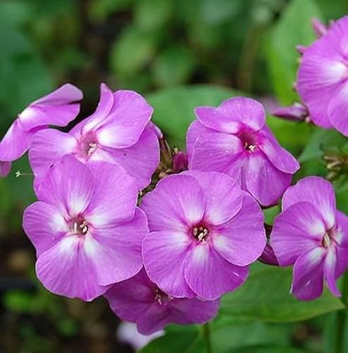 Große Garten-Flammenblume Flame Lilac - Phlox paniculata