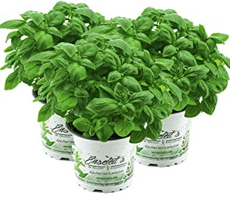 Kräuter-Set Pesto, Basilikum Pflanze aus Nachhaltigem Anbau!