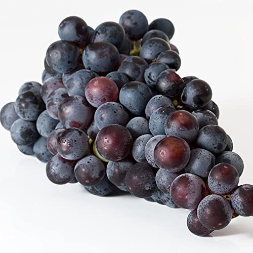 Vitis vin. 'Boskoop Glory' / rote Weinrebe Boskoop Glory