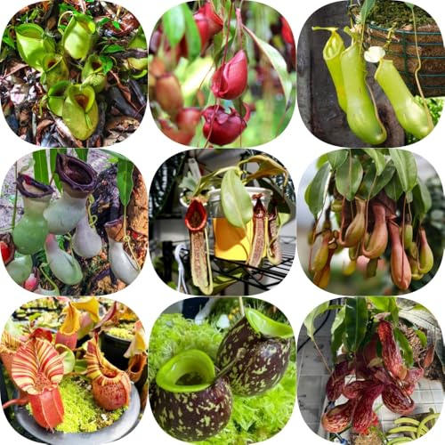 Nepenthes-kannenpflanze, kräutergarten balkonpflanzen winterharte für garten alte sorten bio pflanzensamen 300Samen