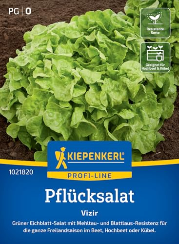 Kiepenkerl Pflücksalat Vizir 1021820 – grüner Eichblattsalat mit nussigem Geschmack, schossfest, resistent gegen Mehltau & Blattläuse, ideal für Beet, Hochbeet & Kübel, lange Ernte