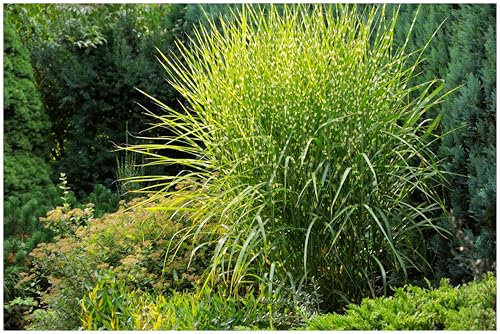 3 x Miscanthus sinensis 'Strictus' im 1 Liter Topf (Ziergras/Gräser/Winterhart/Mehrjährig/Staude) Zebraschilf - Gold-grüner Blickfang mit Standfestigkeit - von Stauden Gänge