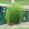 3 x Miscanthus sinensis 'Strictus' im 1 Liter Topf (Ziergras/Gräser/Winterhart/Mehrjährig/Staude) Zebraschilf - Gold-grüner Blickfang mit Standfestigkeit - von Stauden Gänge