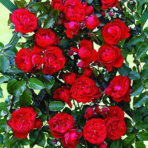 Florentina®, rosa rampicante in vaso di Rose Barni®, pianta rifiorente a grandi fiori doppi, h. raggiunta fino a 5 metri, pianta di rosa in vaso resistente alle malattie, cod. 16053