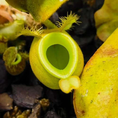 150 pcs kannenpflanze samen - Nepenthes - steingartenpflanzen winterhart, topfpflanzen echt stauden winterhart mehrjährig, zimmerpflanzen echt ostergeschenke, hochbeet balkon bonsai