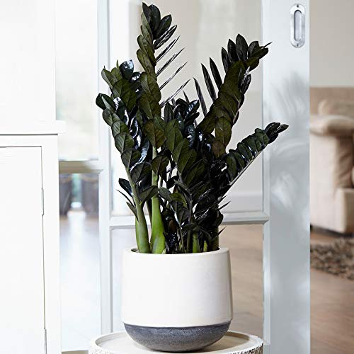 1 x Zamioculcas Raven | Premium Home or Office Plant for Sale (30-40cm in Pot)
