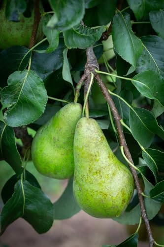 Frank P Matthews Pear Tree 'Concorde', 12L Container, Quince A Rootstock, Bush, Semi-Vigorous Tree