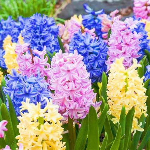 Hyazinthenzwiebeln Winterhart MehrjäHrige,Hyazinthe Kaufen Hyazinthen Pflanzen Winterhart,Hyazinthenblüten Gärten Geschenk bereit MehrjäHrige Knollenpflanze Im Topf Pflanzen-4zwiebeln-d