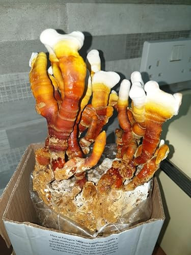 Reishi Mushroom Growing Kit, Ready to Fruit Mushrooms X-Large Ideal Boxed Gift