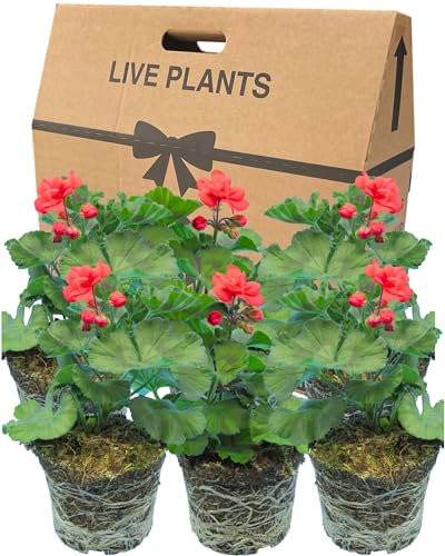 Geranium Plants Live for Planting - 6 Large 1ltr Pot Size Garden Ready, Well Rooted, Established Pot Bedding. Add Flower Colour to Containers, Baskets, Patio & Beds. Red Flowers, Purple-Green Leaves.