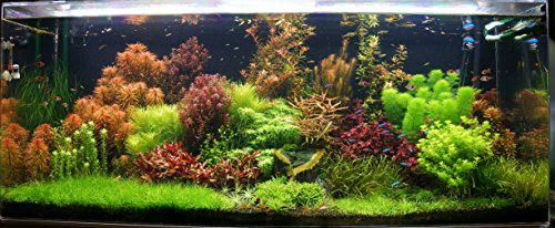 Biotope Aquatics Ltd - LIVE AQUARIUM PLANTS - Collection of aquatic plants for your fish tank (25 plant pack)
