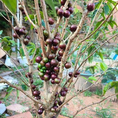 Semi di Jabuticaba - da frutto colonnari serre da balcone frutto colonnari balcone comprare semi di colonnare nani, resistenti frutteto 100pcs