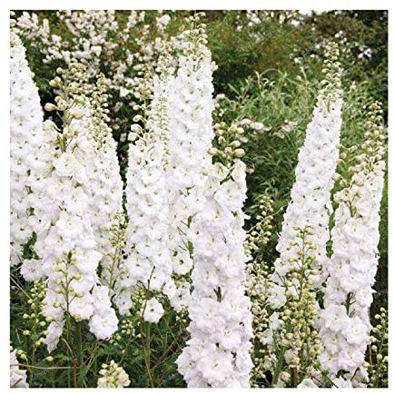 Stk - 20x Riesen Delphinium cultorums Weiß Rittersporn Pflanzen - Samen A292 - Seeds & Plants Shop by Ipsa