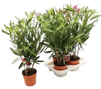 DOS Unidades de Nerium Oleander Natural - Adelfa - Árboles de Exterior