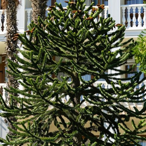 semi dell'di araucaria, interno, Araucaria araucana, balcone, resistenti all'inverno per il giardino 100pcs