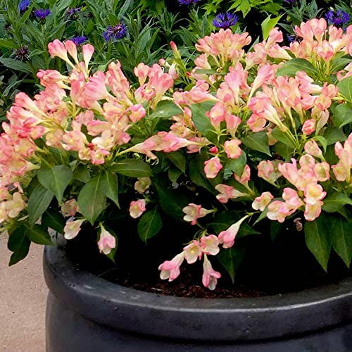 Weigela All Summer Peach | Outdoor Garden Ready Deciduous Shrubs Plants | 20-30cm Potted