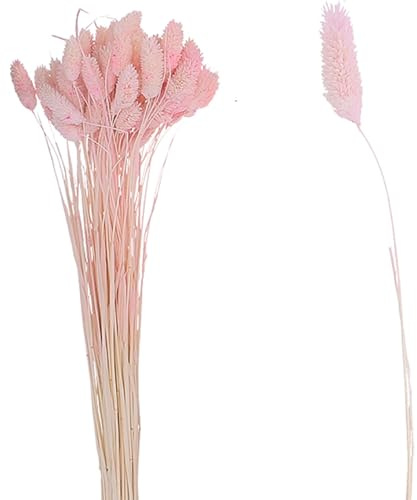 VOSTEEN 1x Ramo de flores secas de phalaris aprox. 65 cm rosa - decoracion hogar de alta calidad y estilo elegante - flor natural preservada