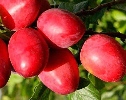 Direct Plants Prunus Mirabelle Ruby Plum Fruit Tree 5-6ft Supplied in a 7.5 Litre Pot