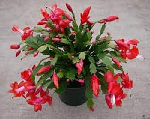 Christmas Cactus Collection, Red 'Caribbean Dancer' and White 'Melissa Dancer', 2 x Full Plants in 13cm Pots, Christmas Cactus Plants, Premium Houseplants