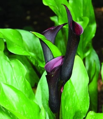 Seltene Pflanzen,Zierblumen,Winterharte Zwiebeln,Hochzeitsblumen,Perfekte Schnittblumen,Calla-Zwiebeln,Lebende Pflanzen,Calla Pflanze Zwiebeln,Natürlich-8 Zwiebeln-A