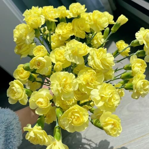 semillas de clavel perennes resistentes - Cama elevada balcón jardín primavera orgánicas 350pcs