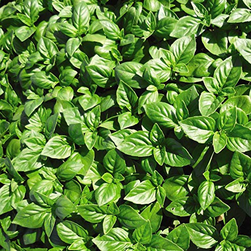 Herb Basil British is a Low Maintenance Half-Hardy Annual, A Delicious Crop All Summer and Well into The Autumn by Thompson and Morgan