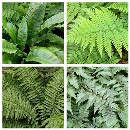 Carbeth Plants Fern Plant 4 x Mix – Shade Loving Outdoor Plants Garden Ready – Hardy Shade Ferns for Planting