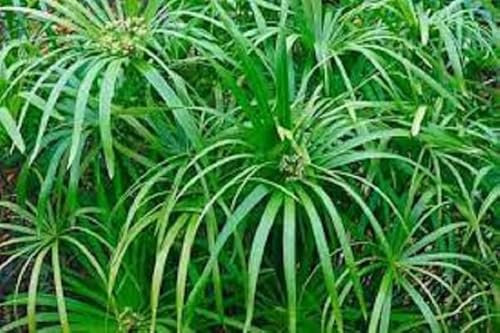 Nouveau Frais 80 pcs Alternifolius Papyrus graines de plantes