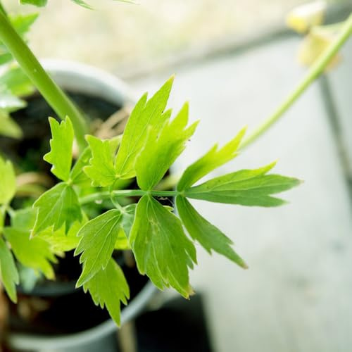 semi di levistico, raro selvatiche da balcone esotico semi di aromatiche medicinali resistenti prodotti sostenibili per gli amanti del 300pcs
