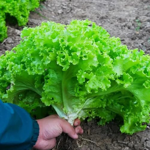 Pflücksalat Samen, Salatsamen, alte gemüsesorten samen Pflücksalat Pflanzen Kaufen, samen pflücksalat salatsamen kopfsalat salatsamen alte sorten salatpflanzen pflücksalat gemüsesamen 100pcs