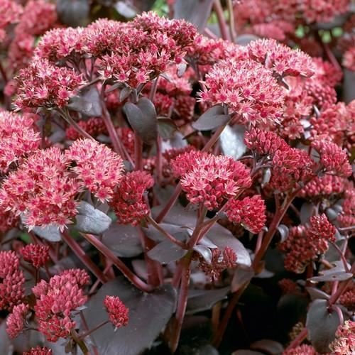 Sedum Imperatori onda semi succulente (Sedum Telephium) 50 + Semi