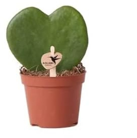 Hoya Kerrii Planta Suculenta Natural en Forma de Corazón