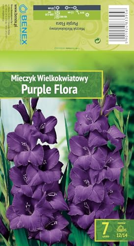 AGRONOM | GLADIOLI - PURPLE FLORA | Bulbi da fiore perenni | Fiori viola | Coltivati in giardini fioriti, prati fioriti | 7 bulbi
