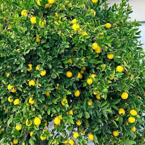 semi di limone, da frutto colonnari da frutto colonnari raro di limone comprare balcone esotico nani, resistenti colonnare frutteto serre balcone 100pcs