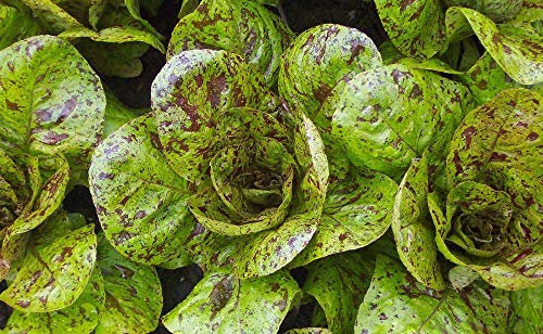 500 semi - Freckles lattuga romana
